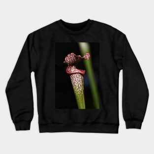 Red Lipped Carniverous Pitcher Plant Crewneck Sweatshirt